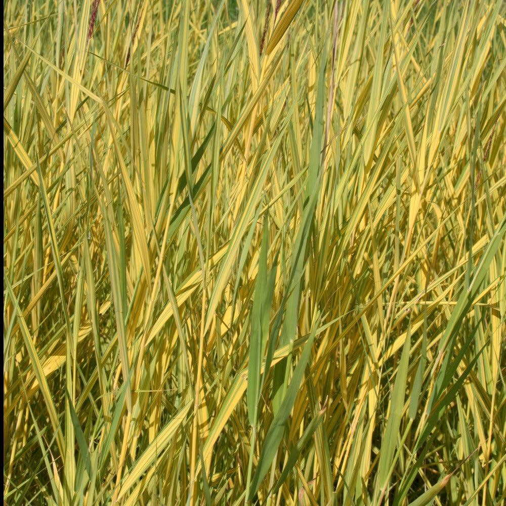 Phragmites australis variegatus - Roseau panaché - Roseaux