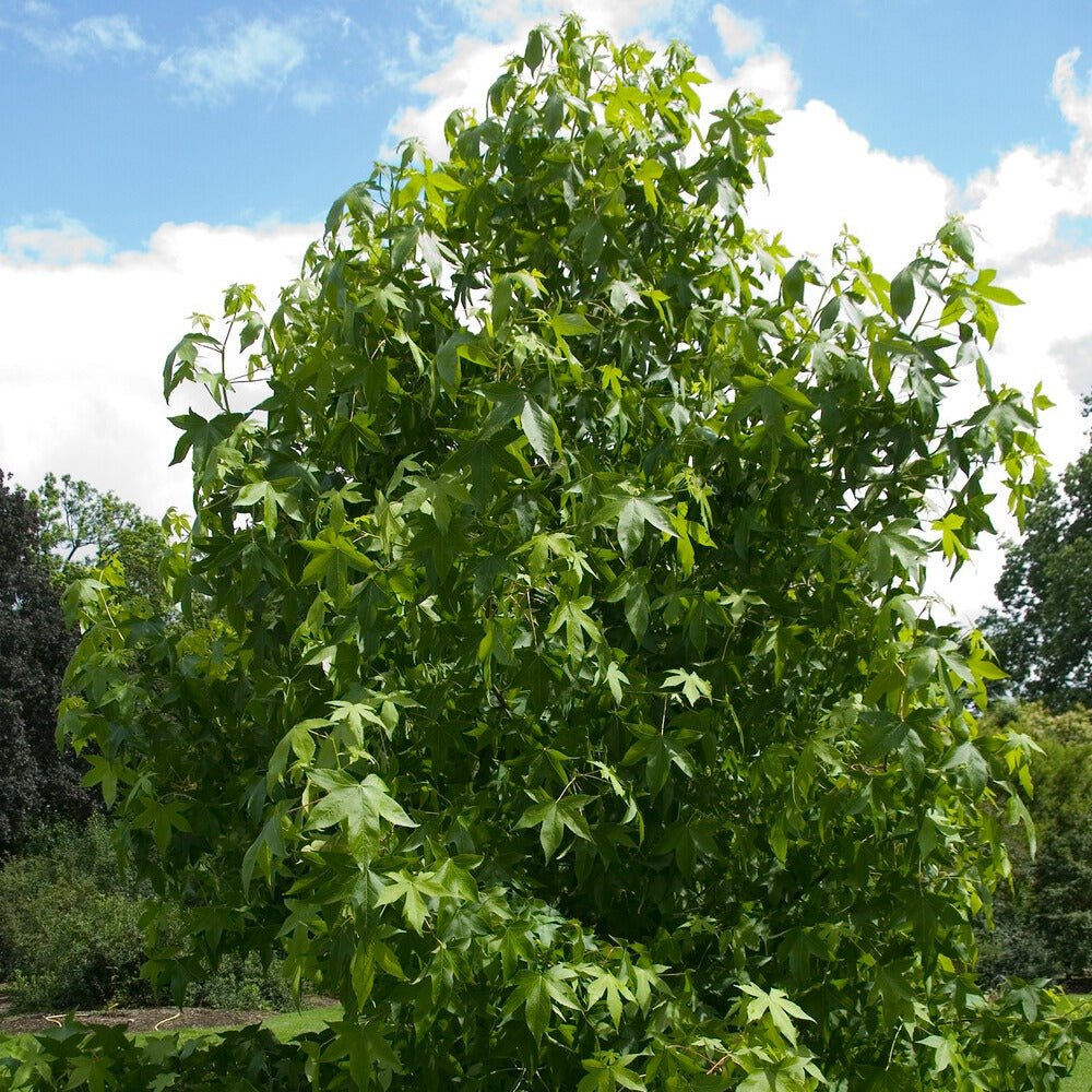 Vente Copalme d'Amérique - Liquidambar