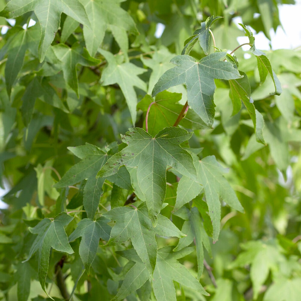 Copalme d'Amérique - Liquidambar - Liquidambar - Copalme - Bakker