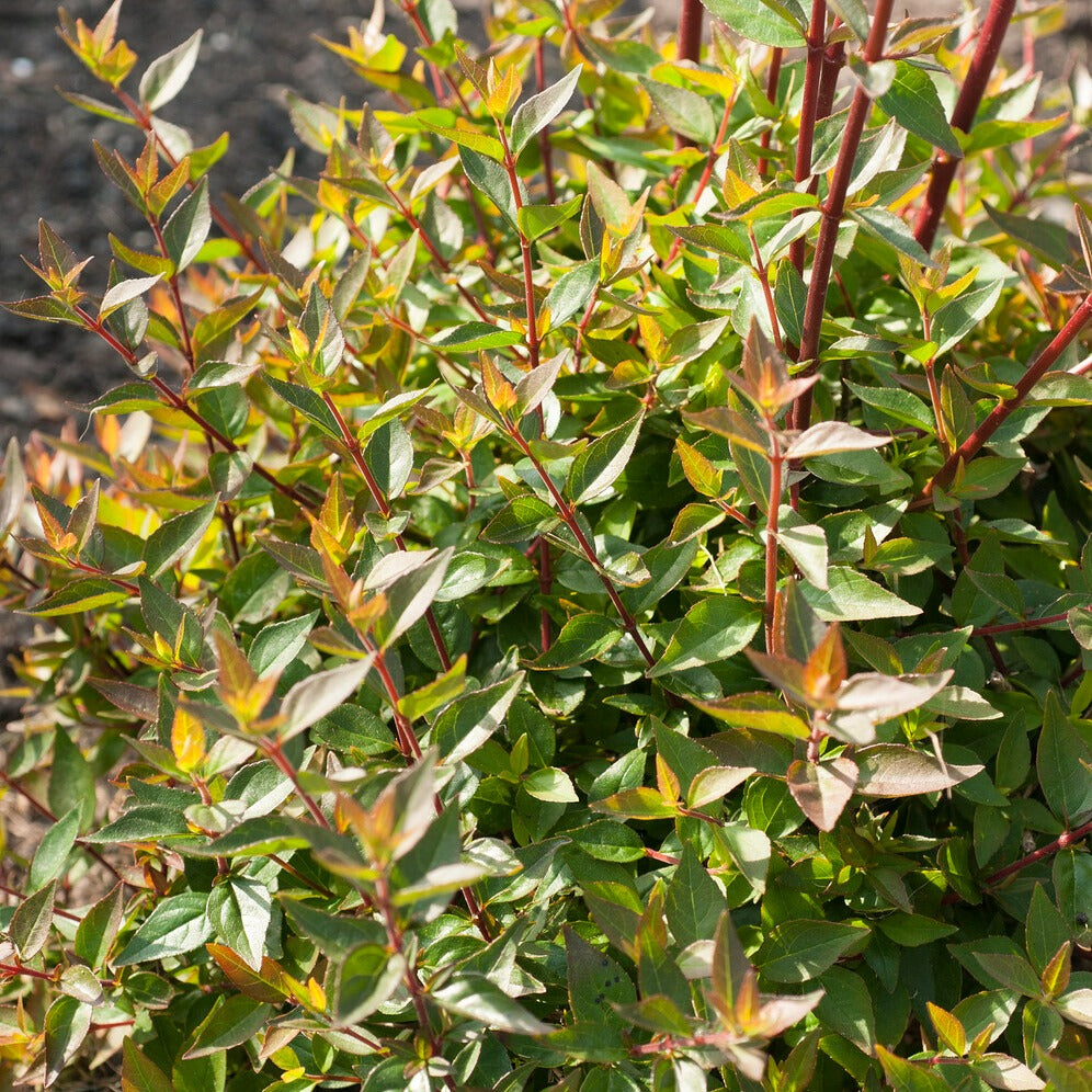 Abelia grandiflora 'sherwood' - Abélia à grandes fleurs Sherwood - Abélia