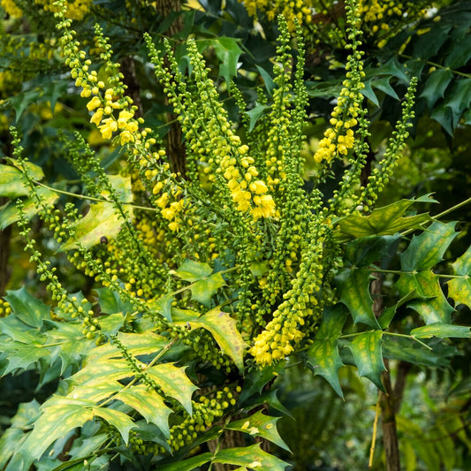 Mahonia media Winter Sun - Bakker
