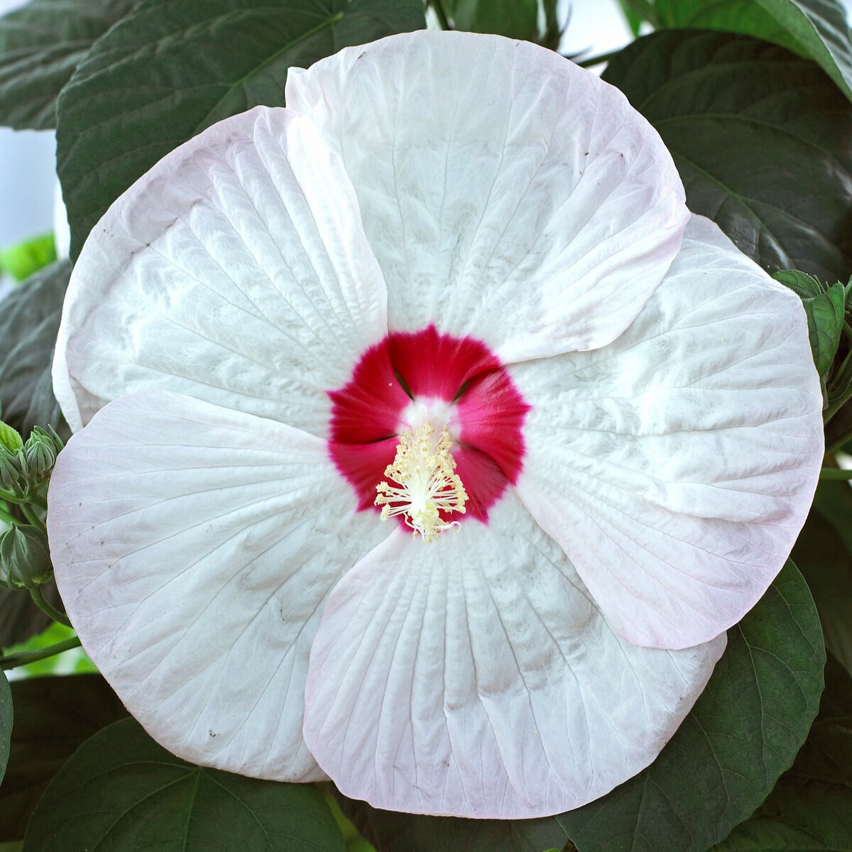 Hibiscus des marais Luna White - Hibiscus moscheutos luna white - Bakker