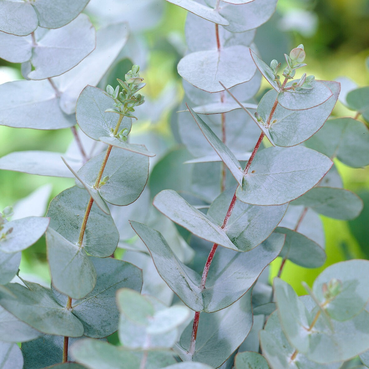 Eucalyptus pulverulenta Baby Blue - Eucalyptus Baby Blue EXTRA - Eucalyptus