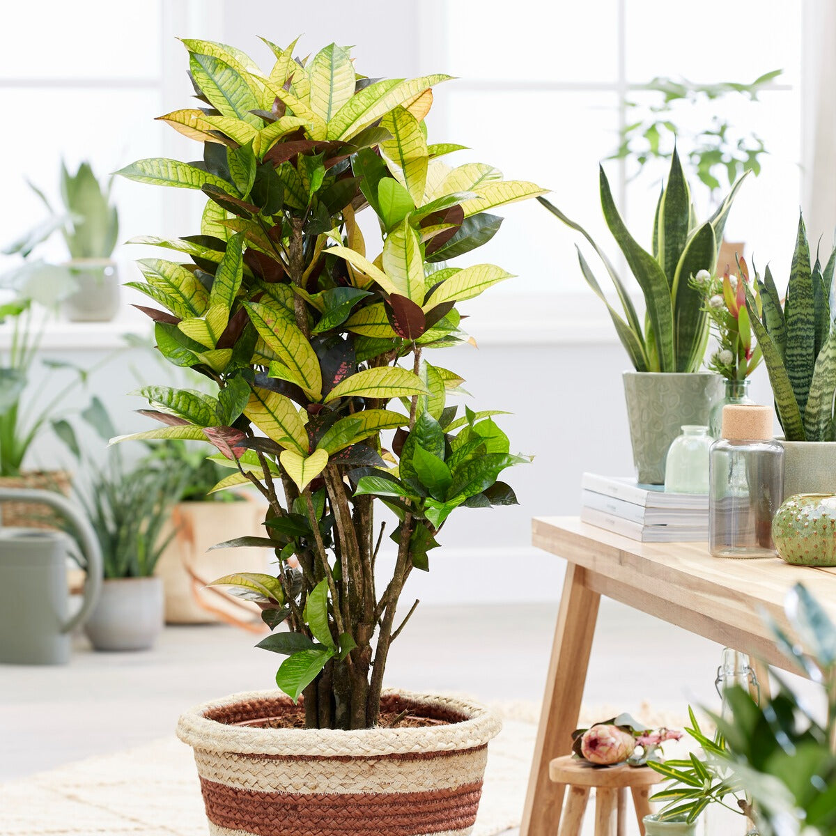 Croton 'Mrs Iceton' - Bakker