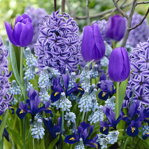 35 Bulbes de fleurs Bordure Bleue en mélange - Bakker