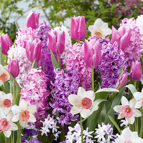 Bulbe De Tulipe Fleur De Lis - Jardiland