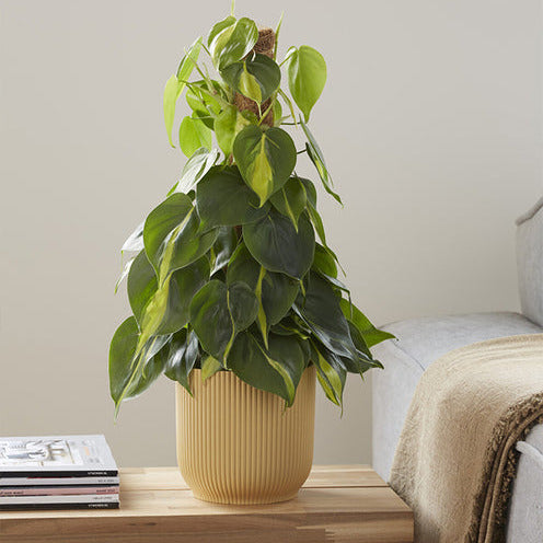 Philodendron Monstera Brasil - Bakker