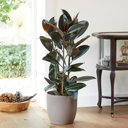 Caoutchouc Robusta - Ficus elastica Robusta - Plantes d'intérieur