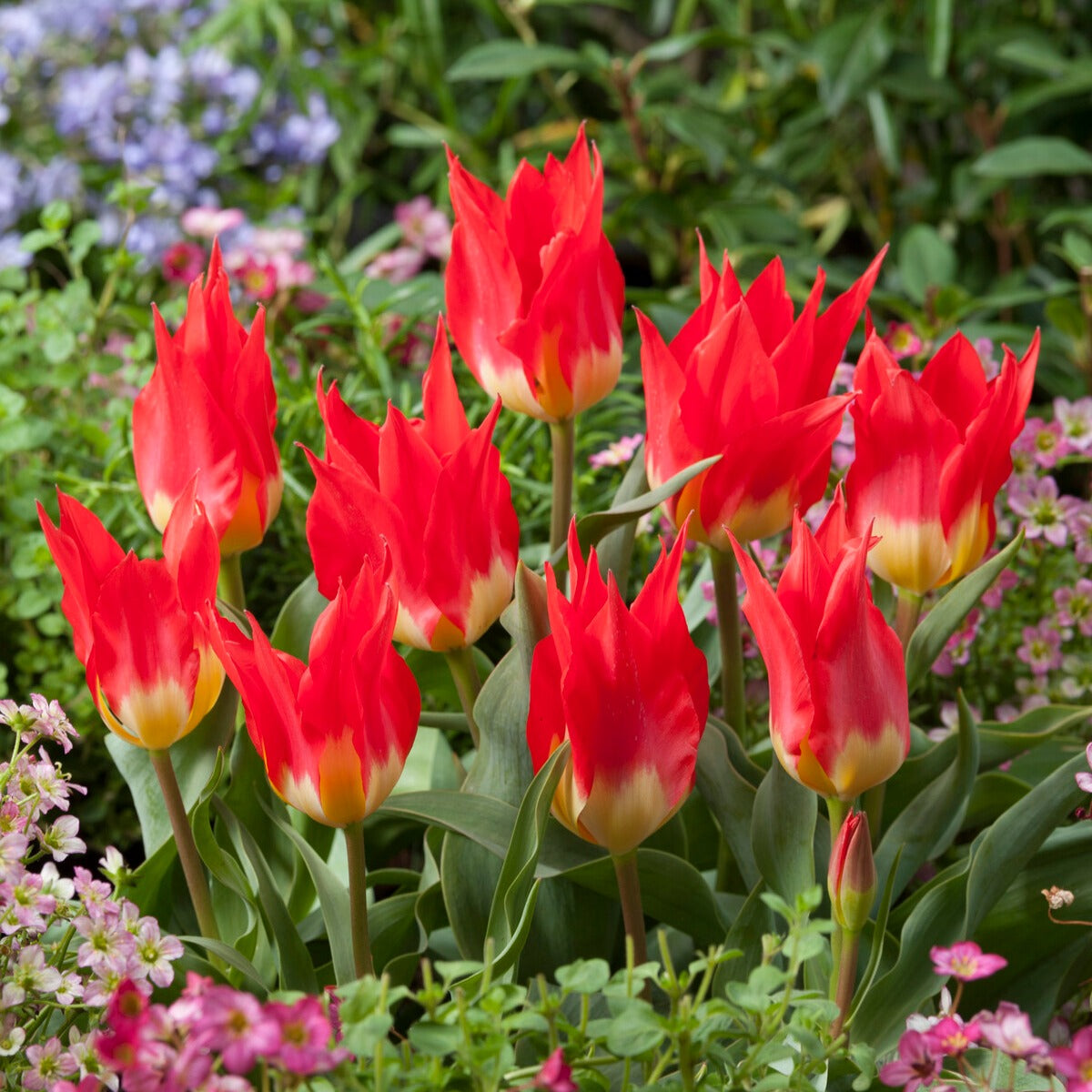 Tulipa Fosteriana Flames Mystery - 5 Tulipes 'Flames Mystery' - Bulbes de Tulipe