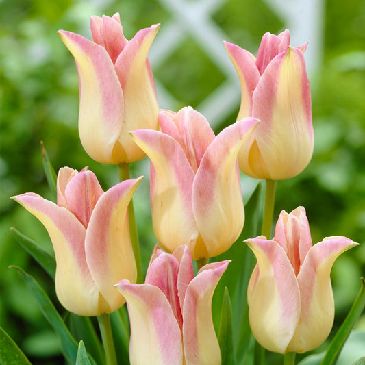 5 Tulipes fleur de lis 'Elegant Lady' - Bakker
