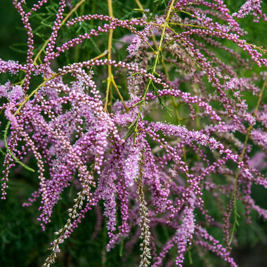 Tamaris d'été - Bakker