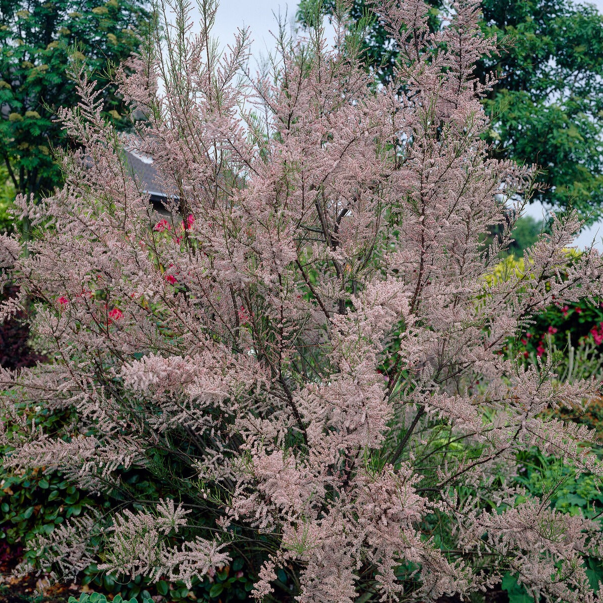 Tamaris d'été - Tamarix ramosissima Pink Cascade - Bakker