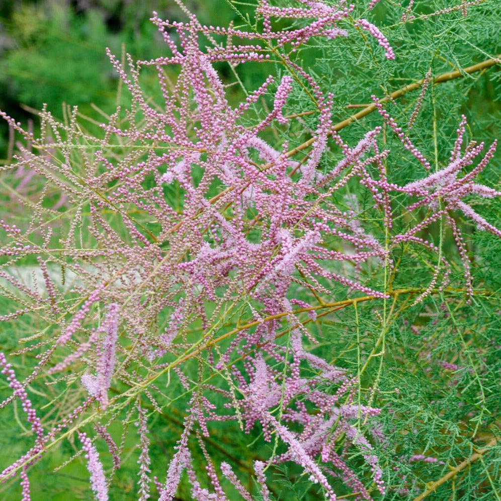 Tamarix ramosissima Pink Cascade - Tamaris d'été - Arbustes fleuris