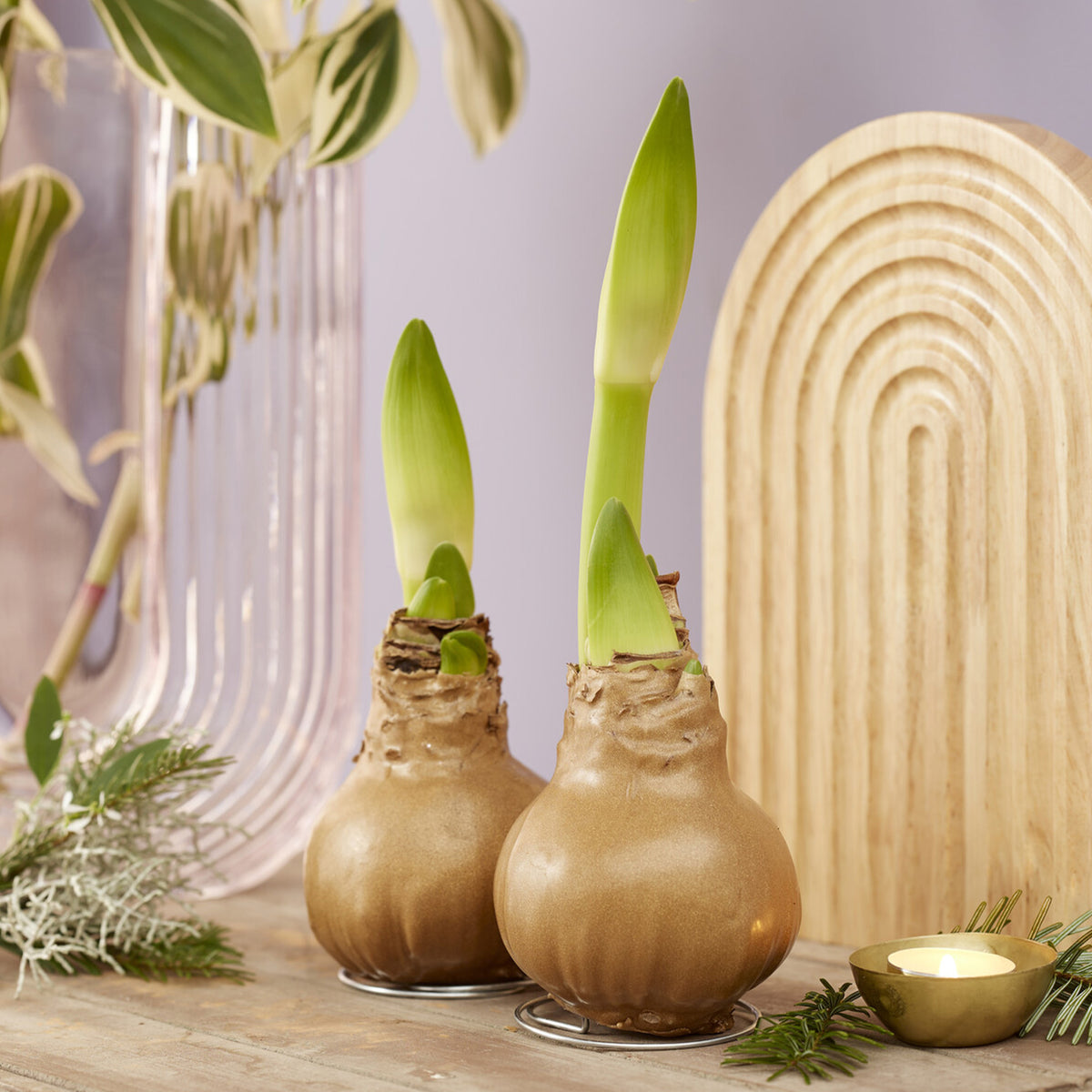 Wax Amaryllis Gloss Gold - Bakker