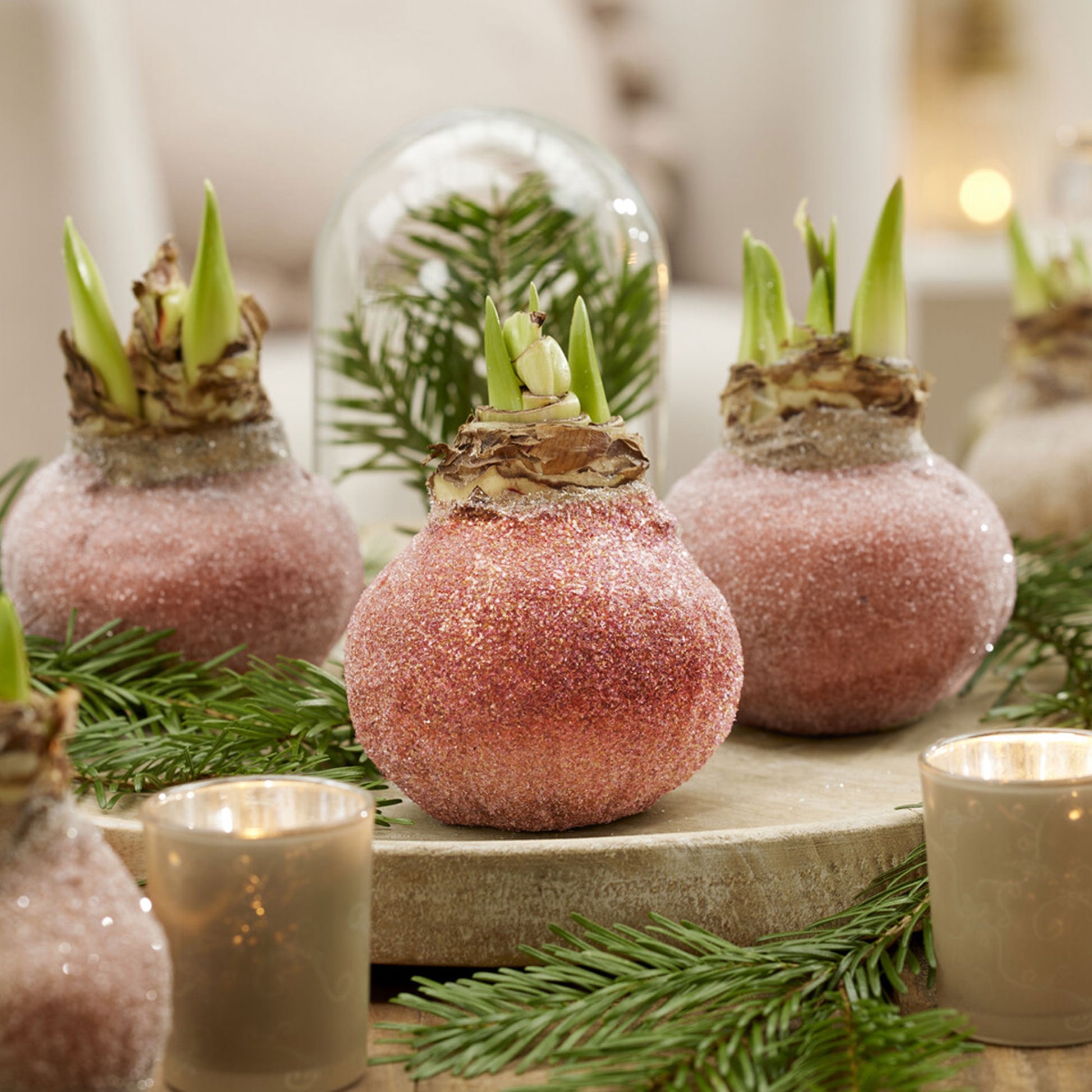 Wax Amaryllis  Magic Rosé Gold - Bakker