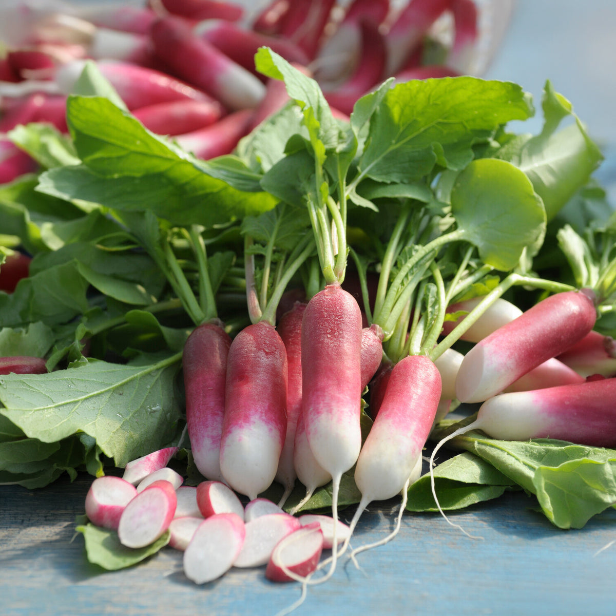 Vente Radis De 18 jours demi-long Bio - Raphanus sativus de 18 jours 1/2 long