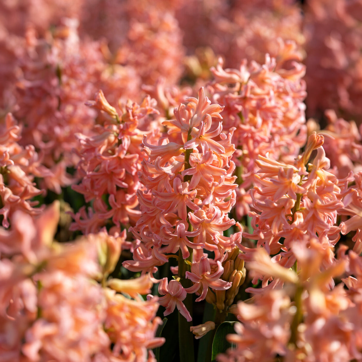 6 Jacinthes Gipsy Queen orange - Bulbes de Jacinthe - Bakker