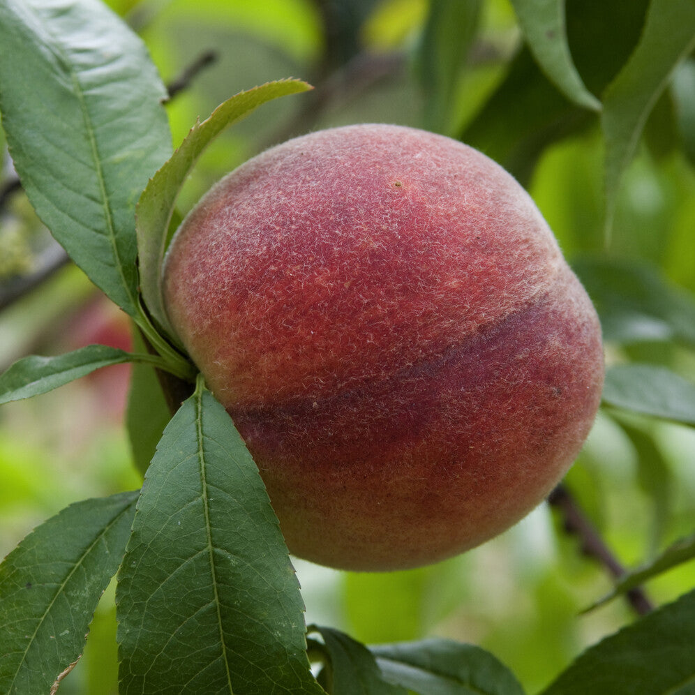 Prunus persica Amsden - Pêcher Amsden - Pêchers