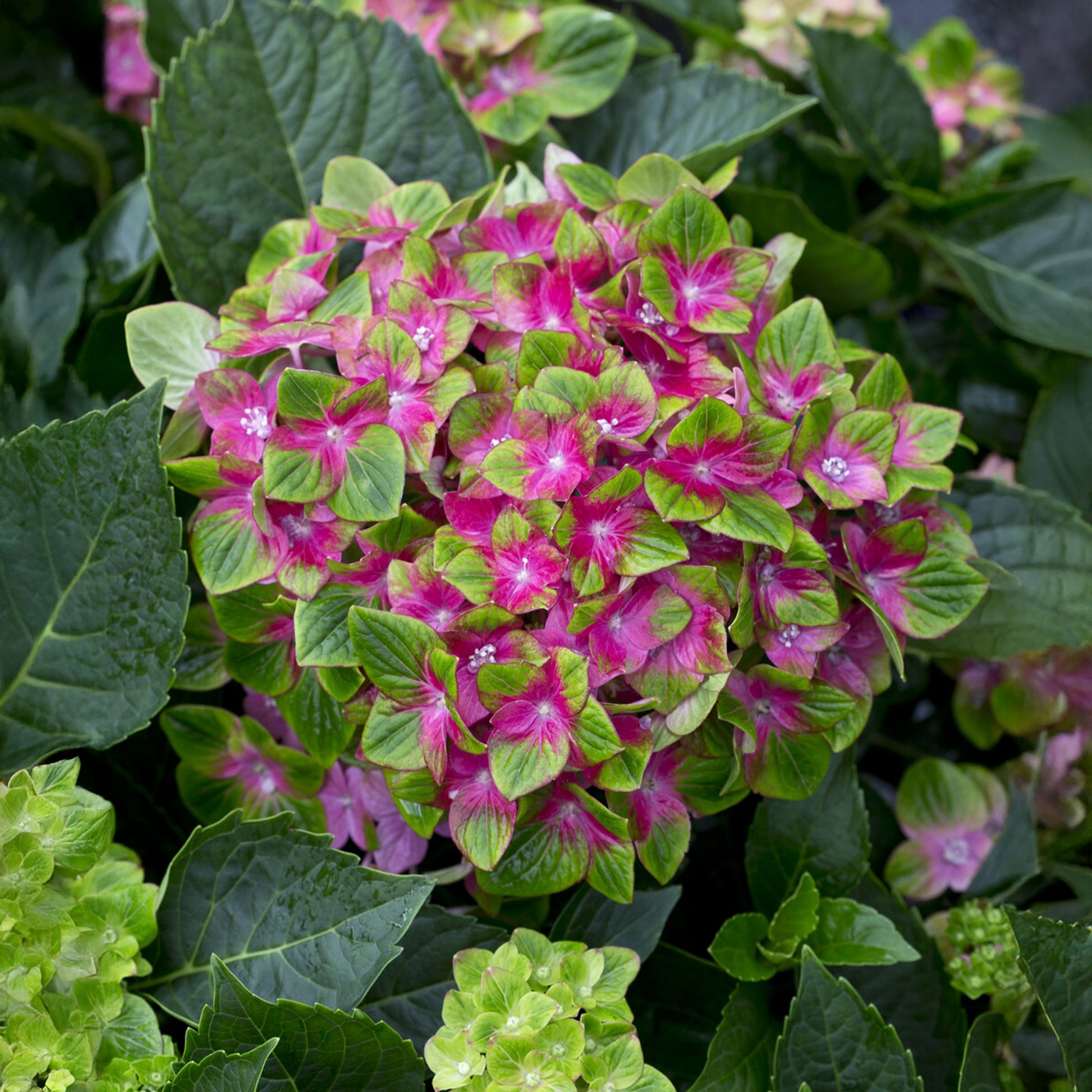 Hydrangea macrophylla Saxon ® - Hortensia Saxon ® - Hortensia macrophylla
