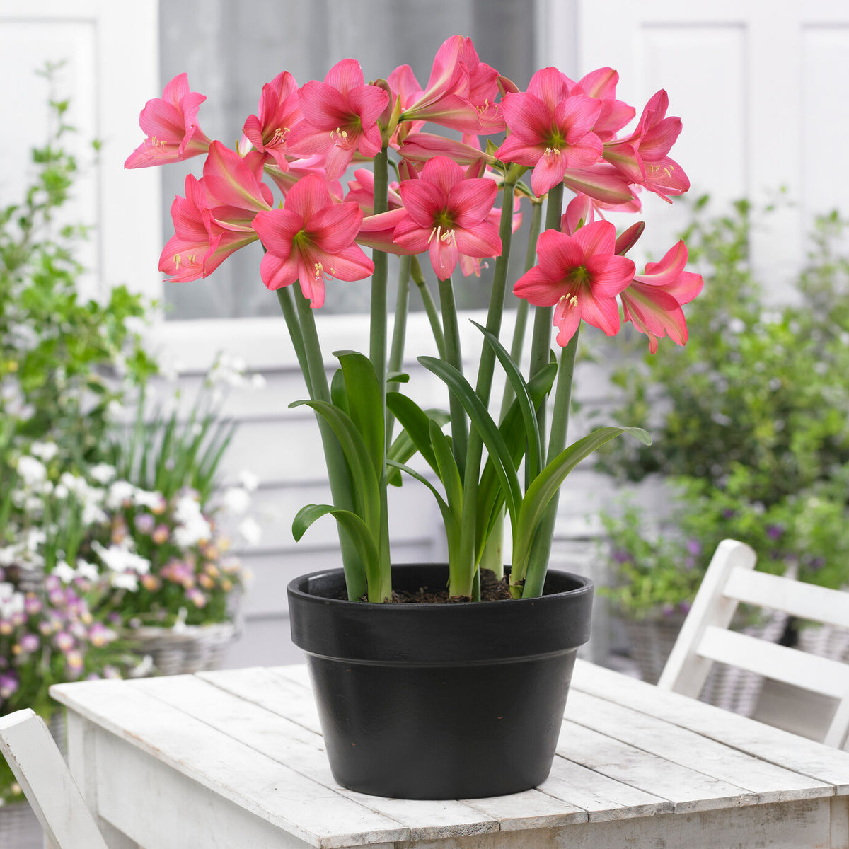 Amaryllis de jardin Douceur sucrée