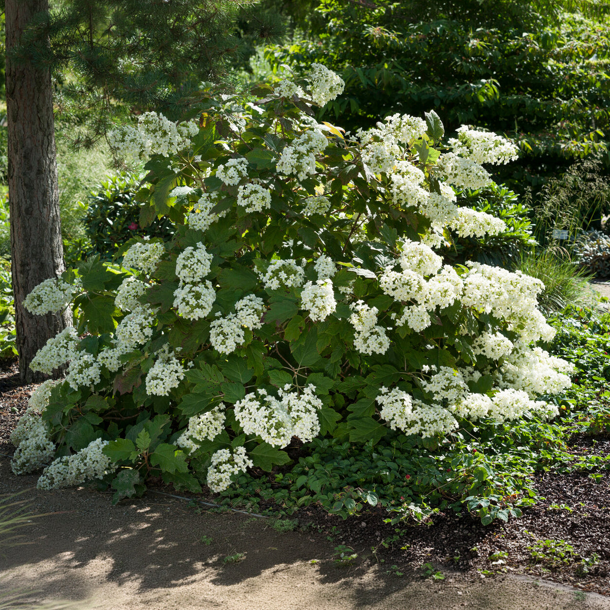 Hortensia à feuilles de chêne