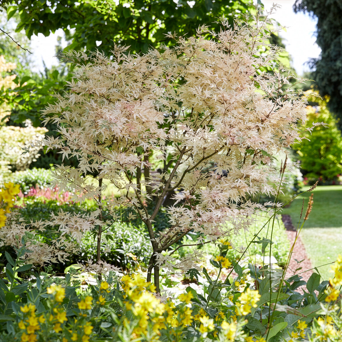 Acer palmatum Taylor - Erable Taylor - Érable du Japon