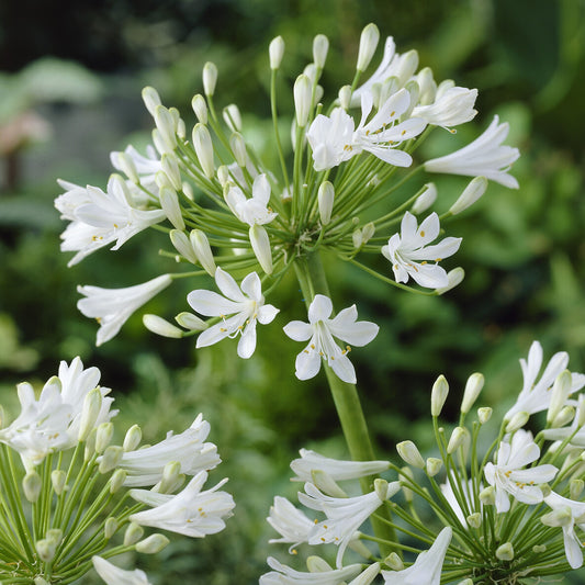 2 Agapanthes blanches - Bakker
