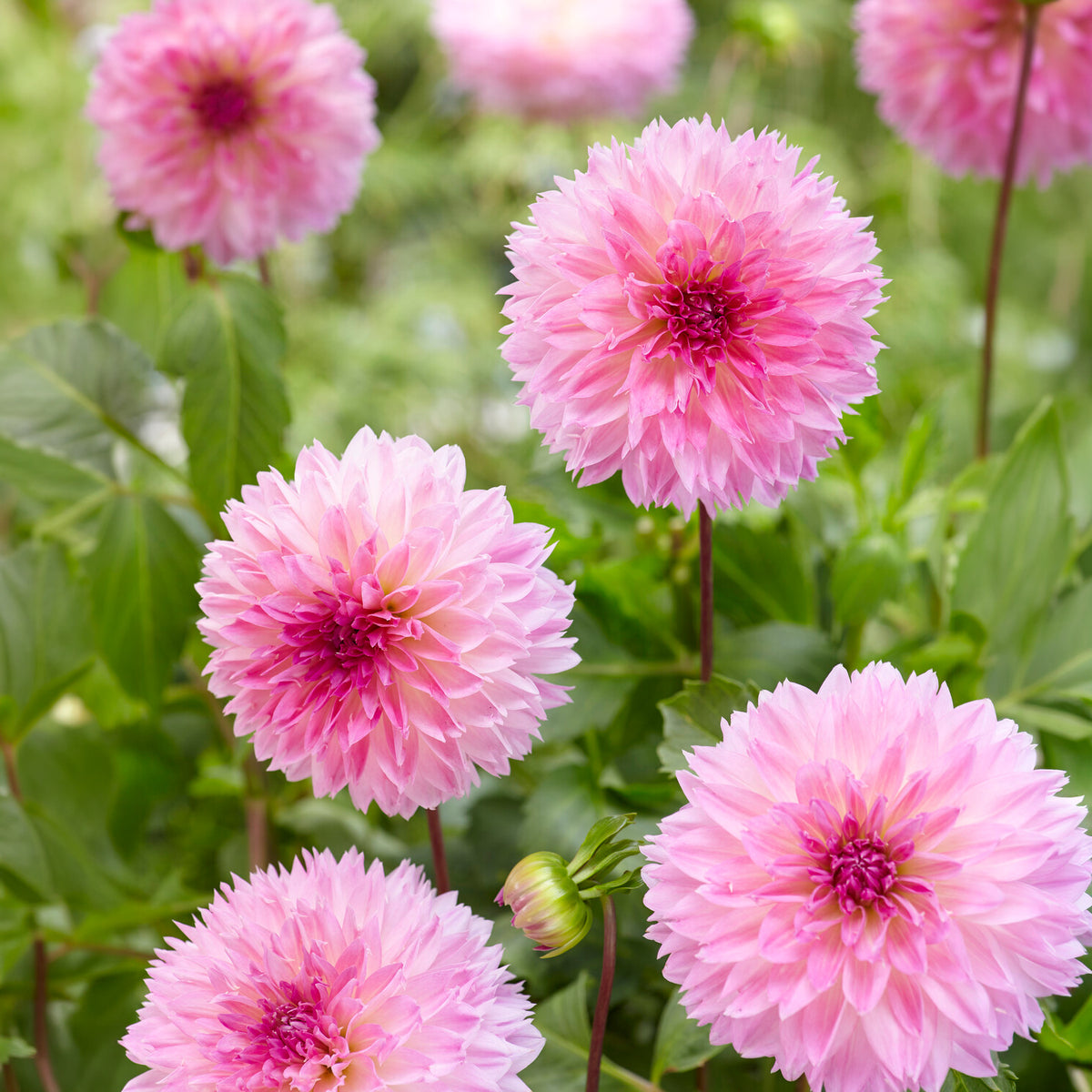 3 Dahlias décoratifs Sakura Fubuki roses - Bakker