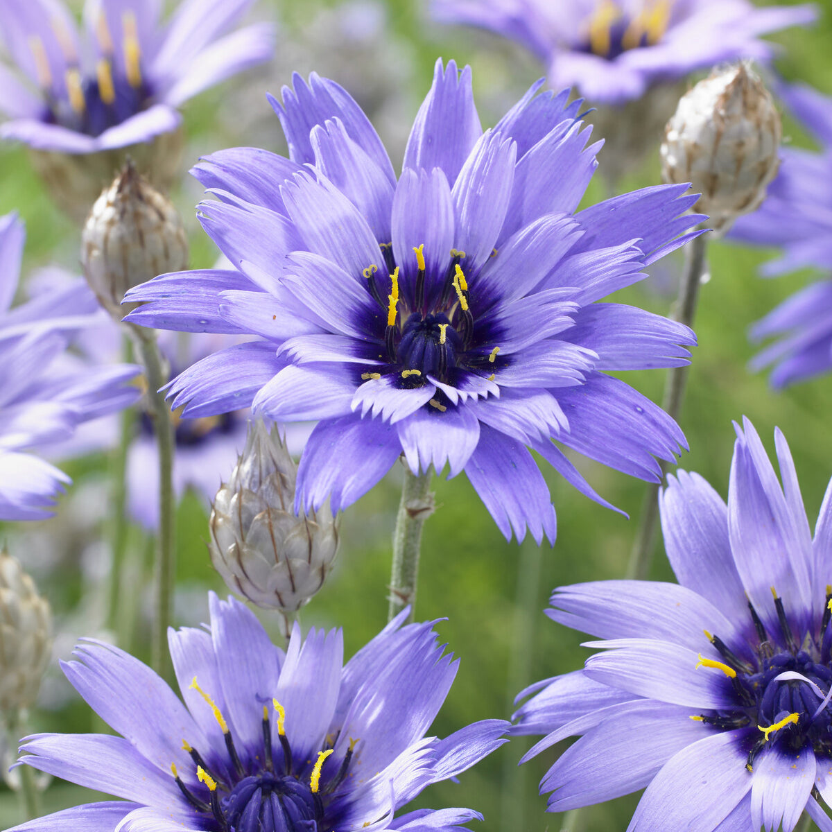 Vivaces fleuries - Catananche bleue - Cupidone - Catananche caerulea