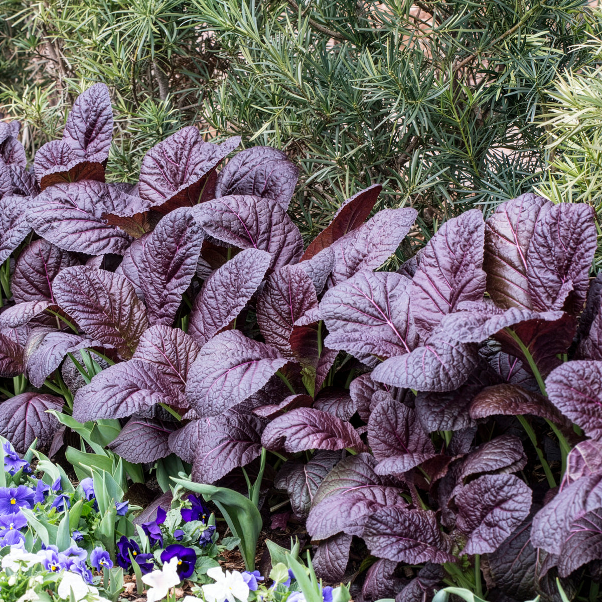 Moutarde rouge de Chine Red Giant Bio - Brassica juncea integrifolia red giant - Bakker