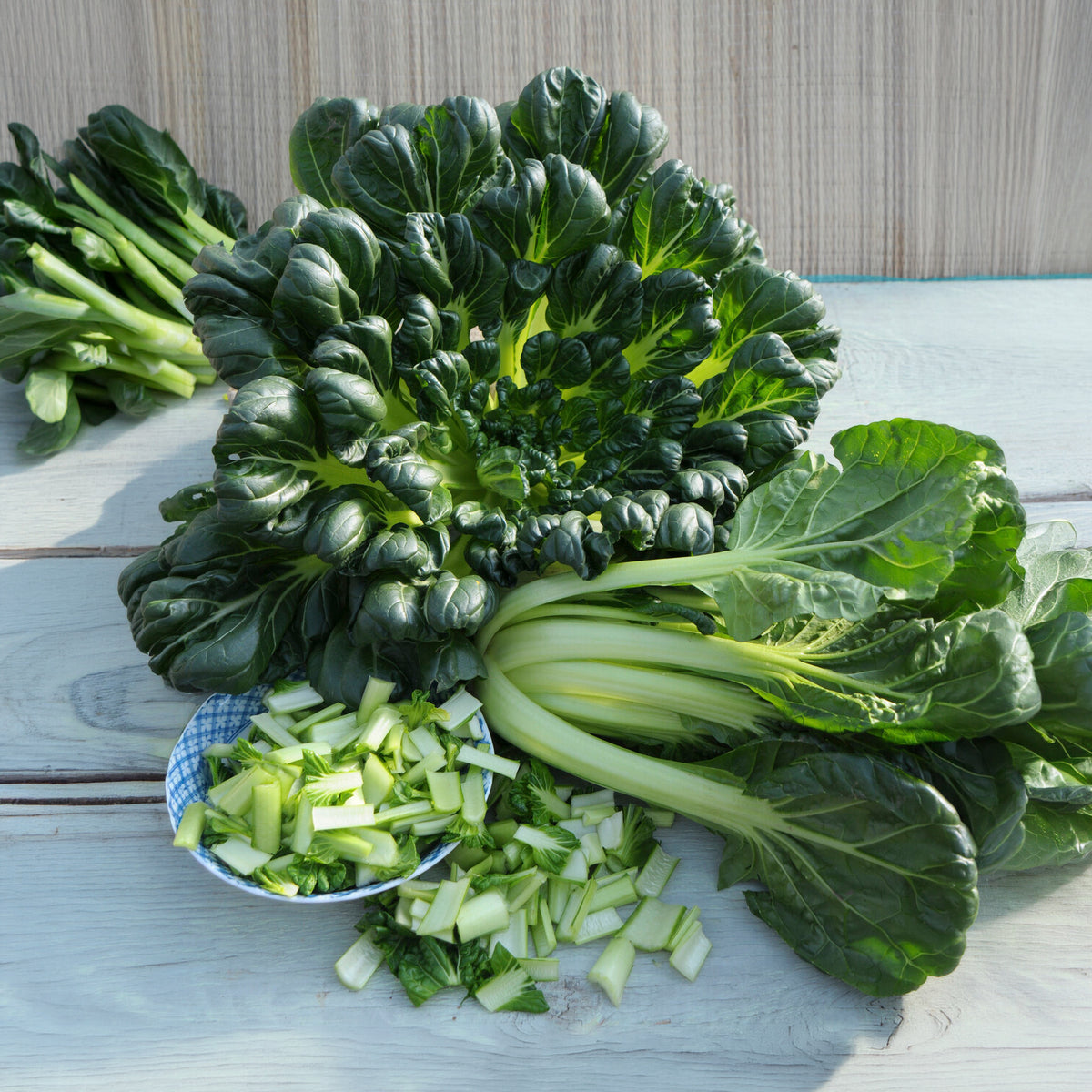 Vente Choux chinois Tatsoi Bio - Brassica rapa rosularis
