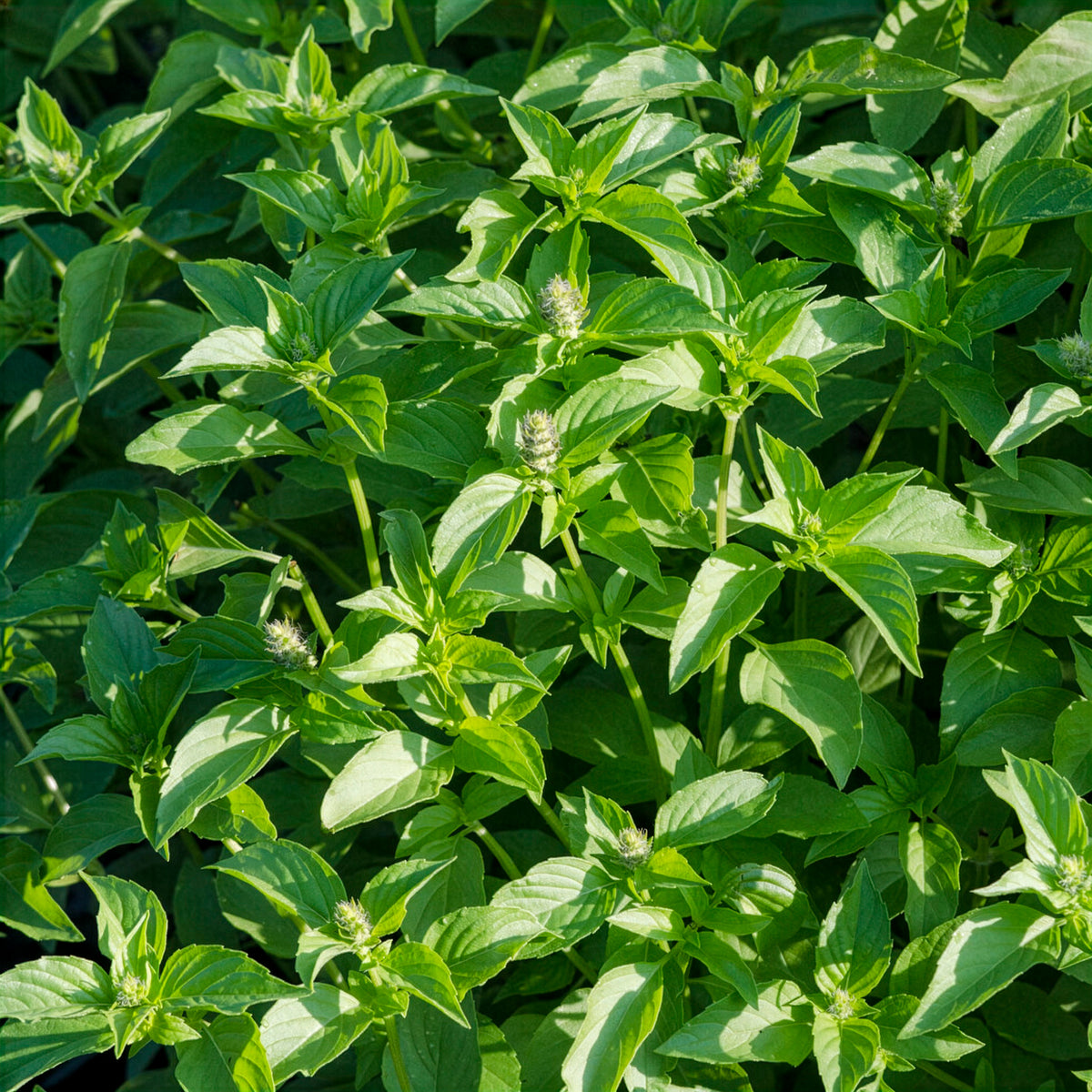 Ocimum citridorum - Basilic à l'odeur de citronnelle Mrs. Burns - Basilic