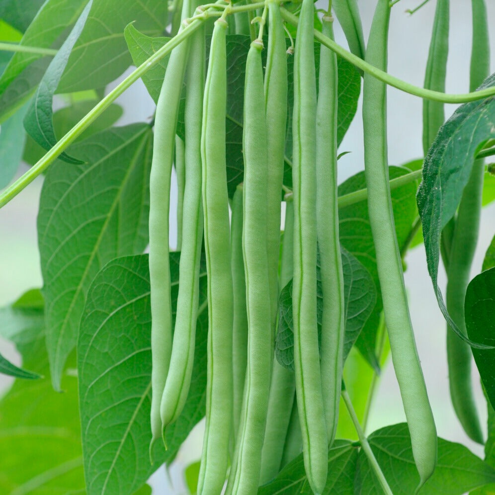 haricot vert plante Graines Haricot à rames Cobra