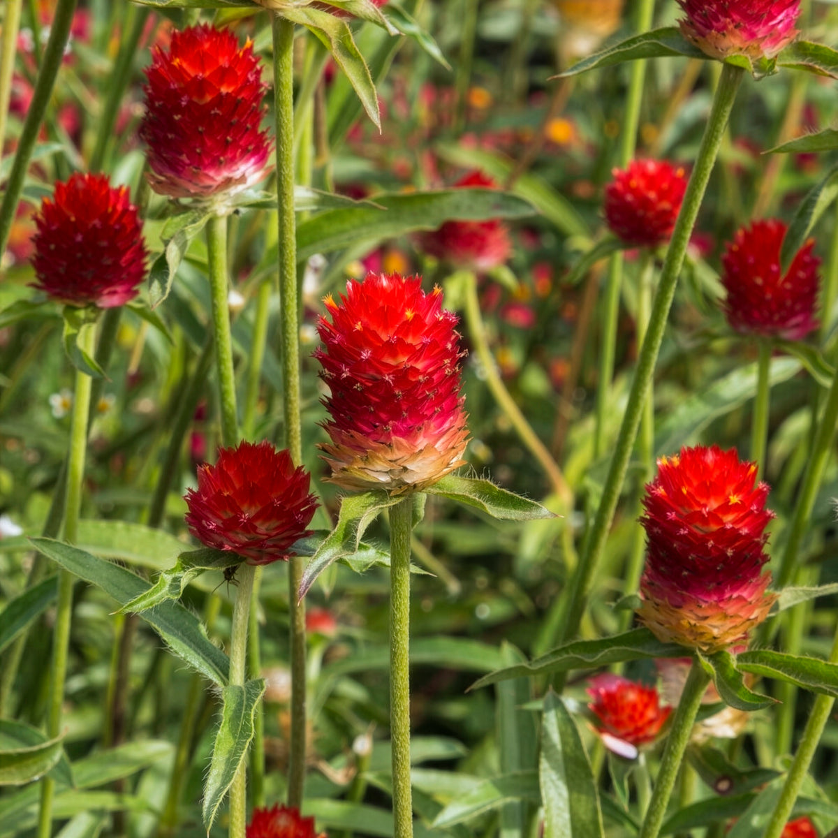 Amarantine écarlate Strawberry fields - Gomphrena haageana Strawberry Fields - Bakker