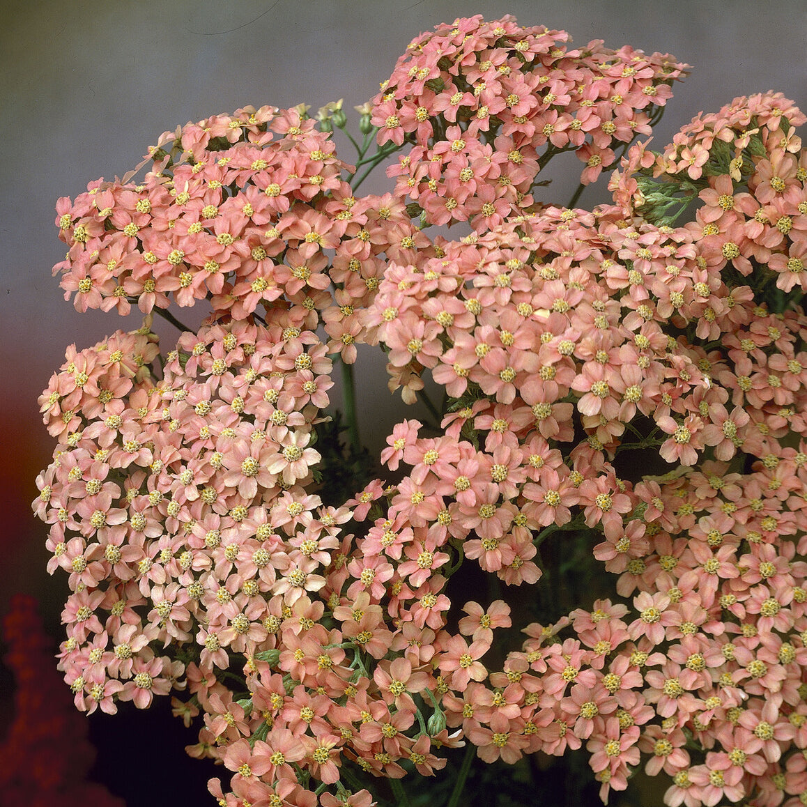 Vivaces fleuries - Achillée millefeuille Lachsschönheit - Achillea millefolium Lachsschönheit