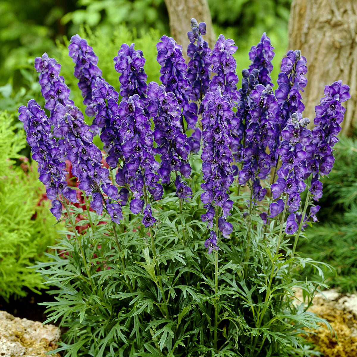 Aconitum napellus - Aconit Casque de Jupiter - Aconit