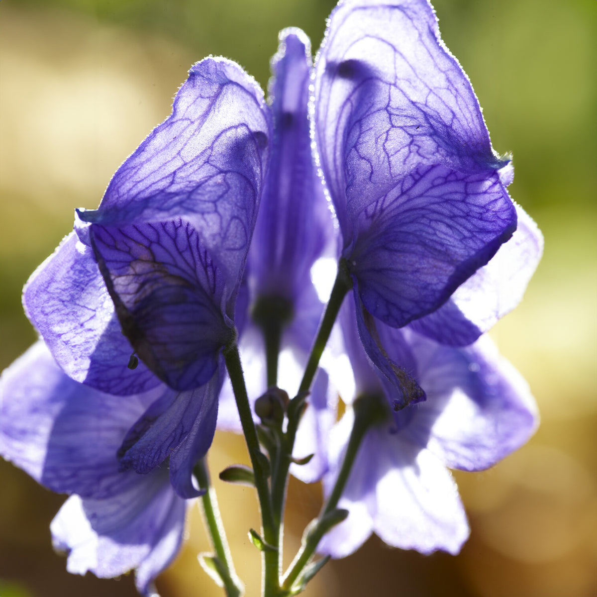 Aconit - Aconit Casque de Jupiter - Aconitum napellus
