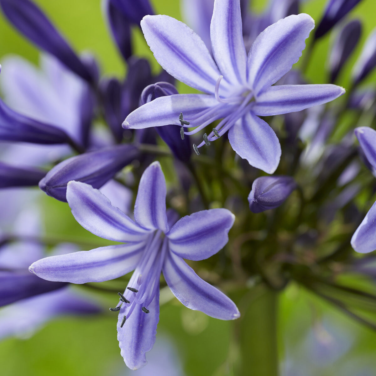 Agapanthus Navy Blue - Agapanthe Navy Blue - Agapanthes