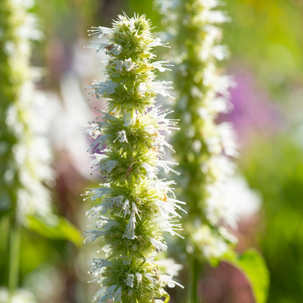 Agastache rugosa Alabaster - Agastache rugosa AlabAster - Agastache