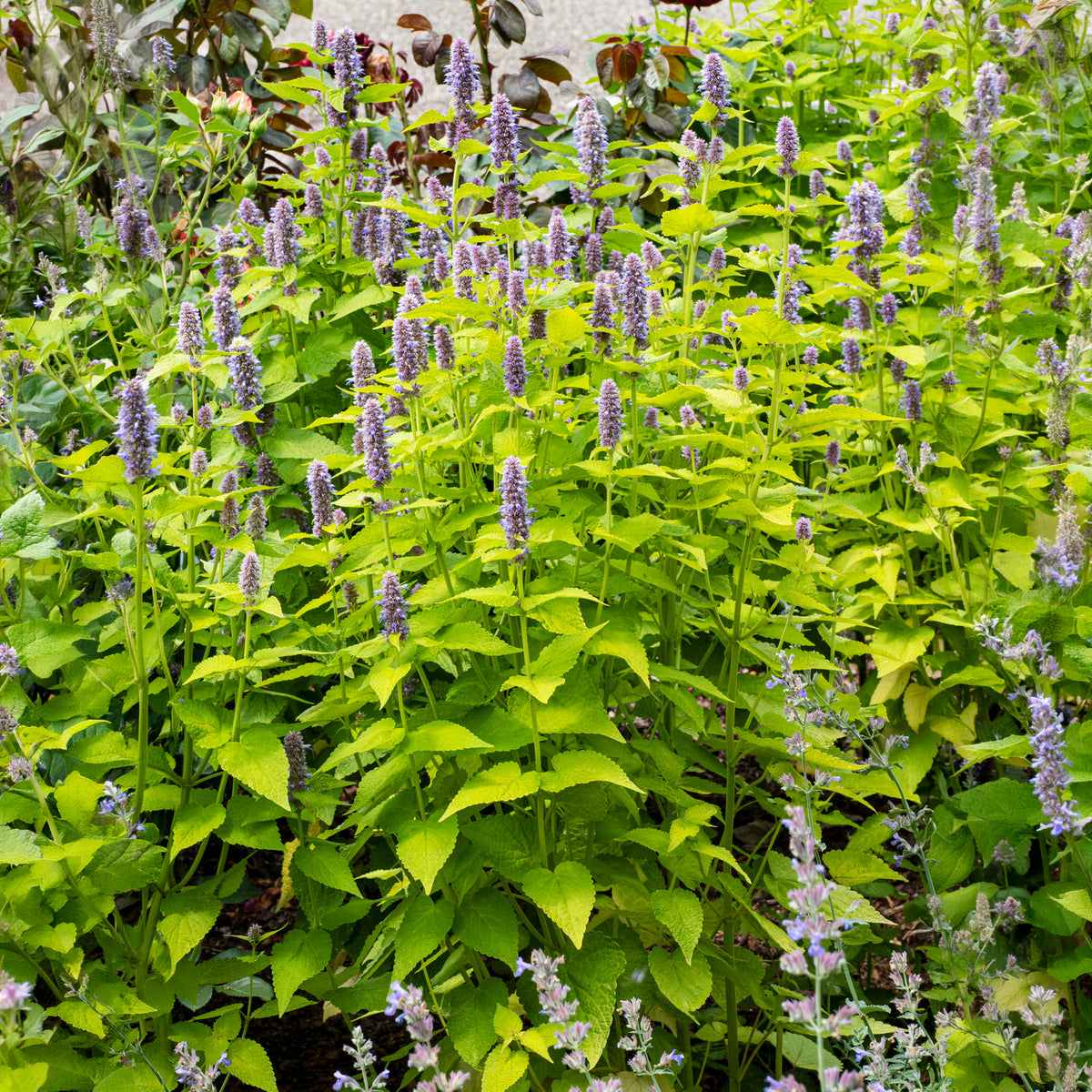 Agastache fenouil Golden Jubilee - Agastache rugosa Golden Jubilee - Bakker