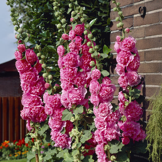 Rose trémière double Rose - Bakker