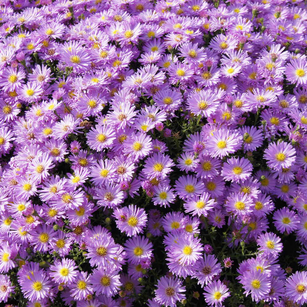 Astère nain Herbstgruss vom Bresrhof - Aster dumosus Herbstgruss vom Bresserhof - Bakker