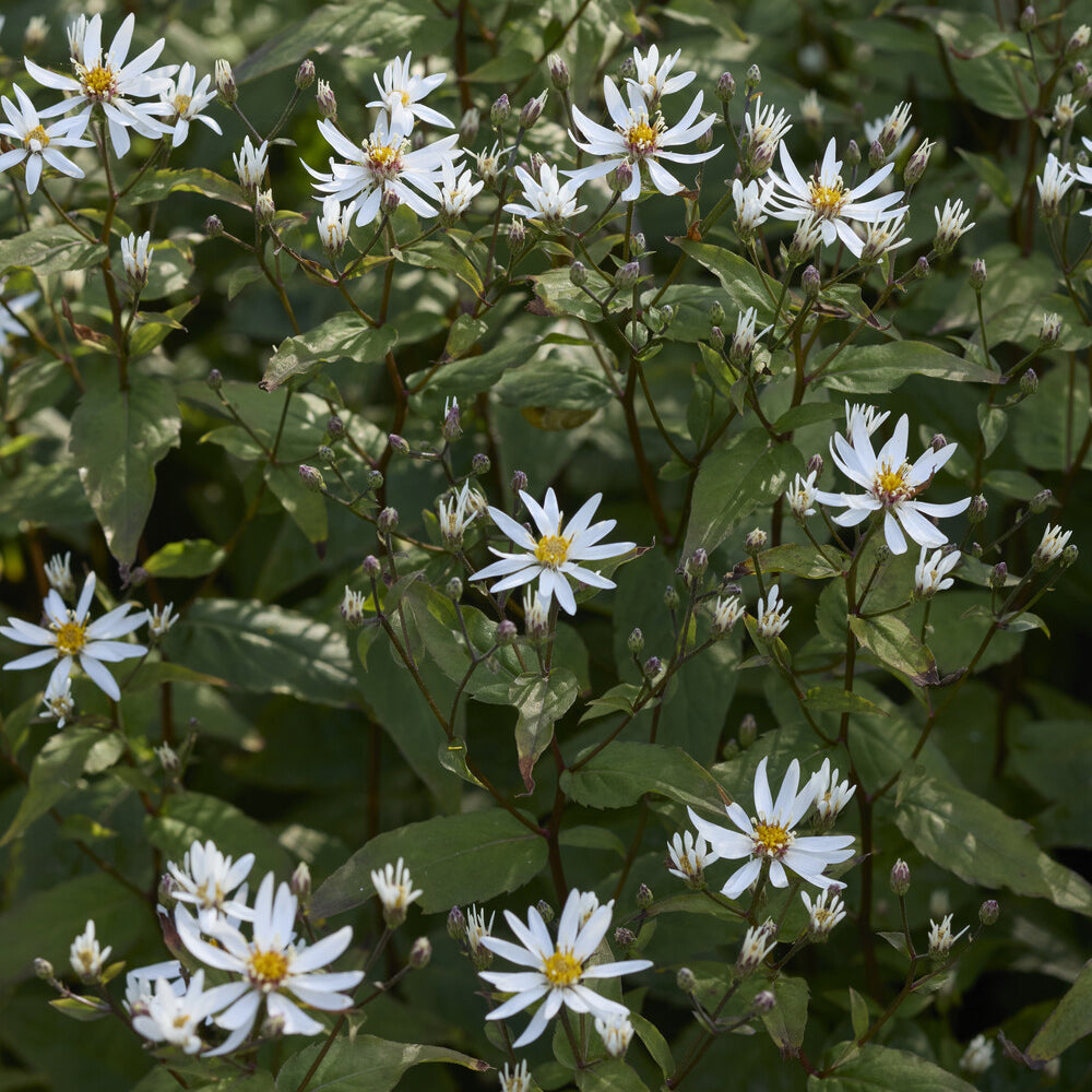 Astère divariqué - Aster divaricatus - Bakker