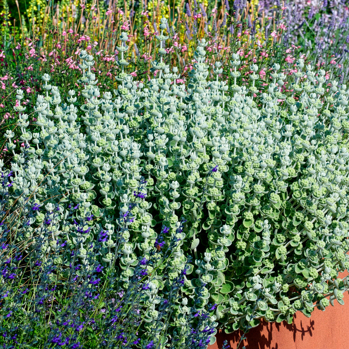 Vente Ballote pseudodictame - Ballota pseudodictamnus