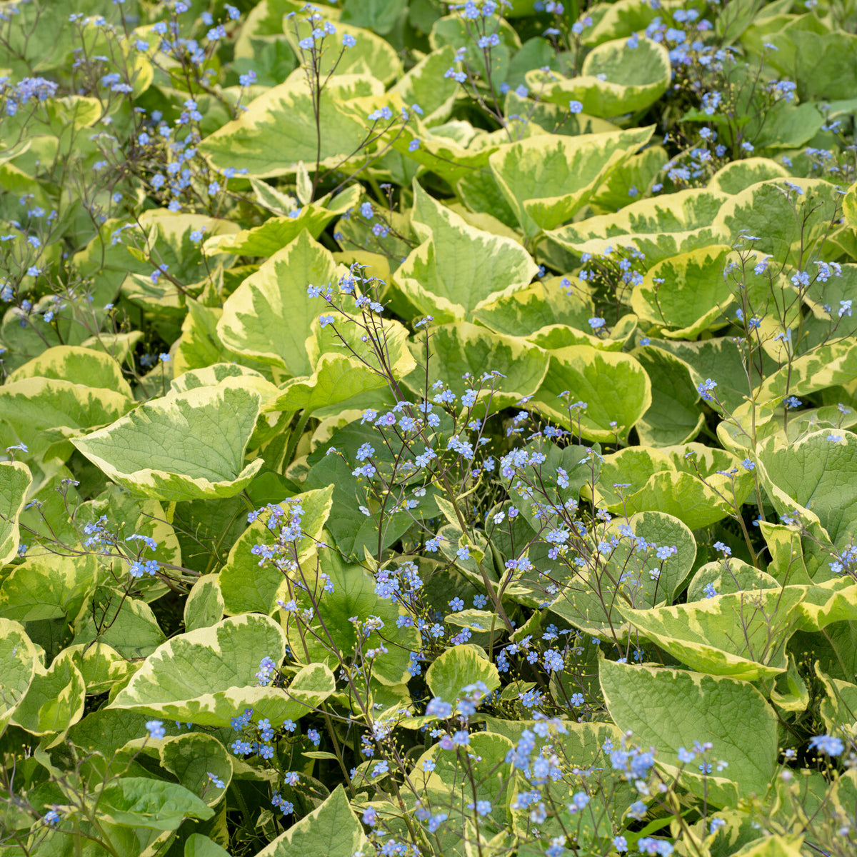 Brunnera macrophylla Hadspen Cream - Myosotis du Caucase Hadspen cream - Myosotis