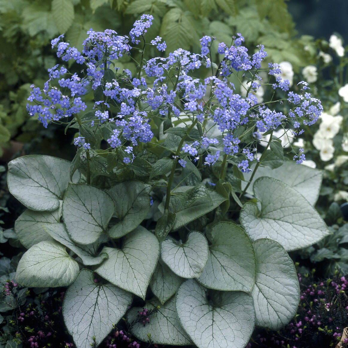 Myosotis du Caucase Looking Glass - Bakker