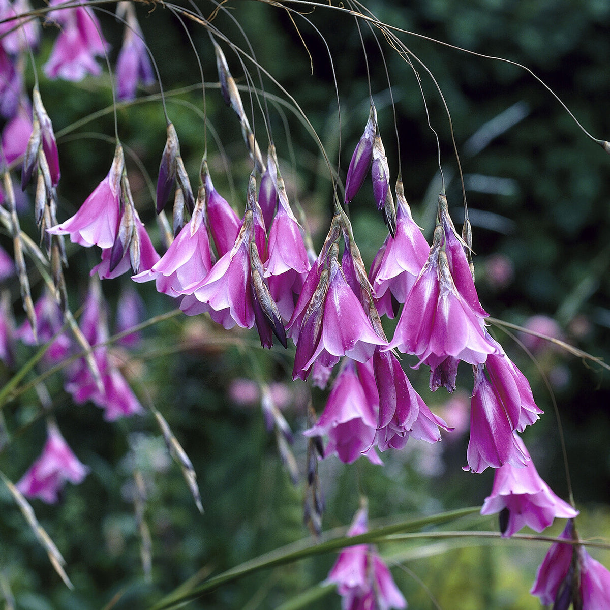Plantes vivaces - Canne à pêche des anges magnifique - Dierama pulcherrimum
