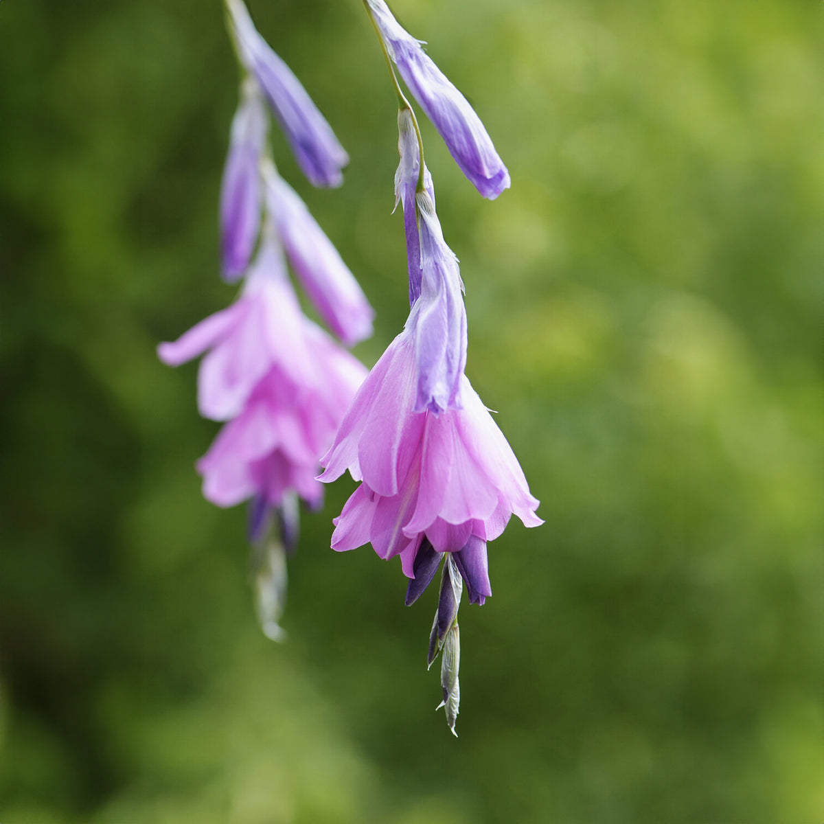 Dierama pulcherrimum - Canne à pêche des anges magnifique - Plantes vivaces