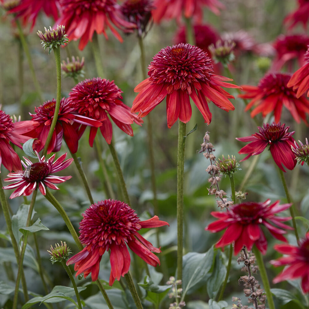 Echinacée pourpre Eccentric - Echinacea purpurea Eccentric - Bakker