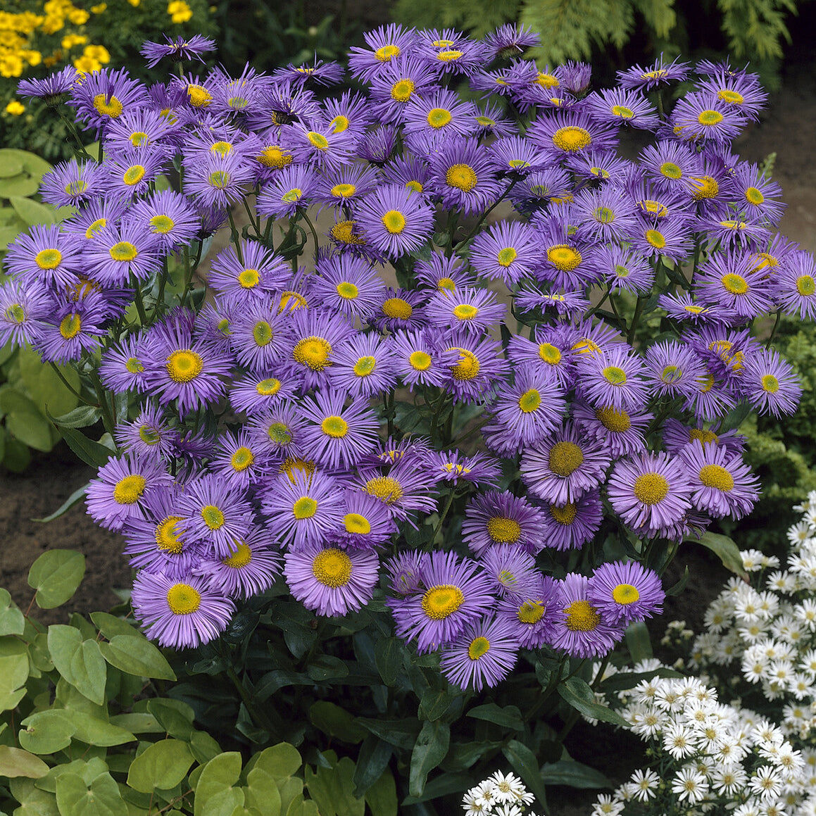 Erigeron Dunkelste Aller - Bakker